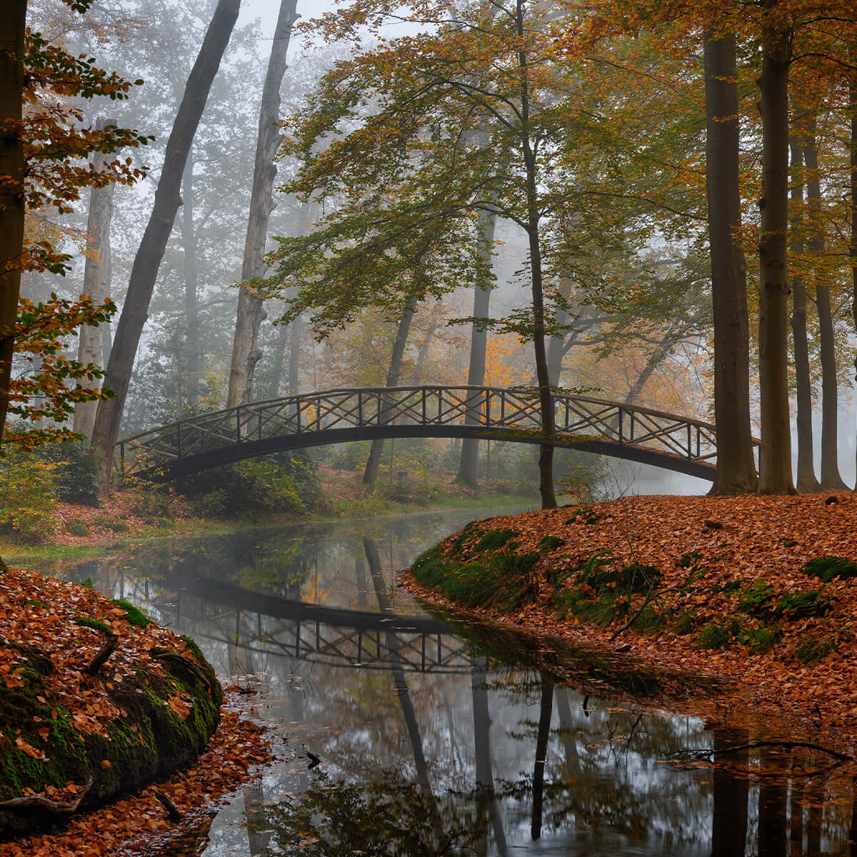 Bridge in the autumn forest