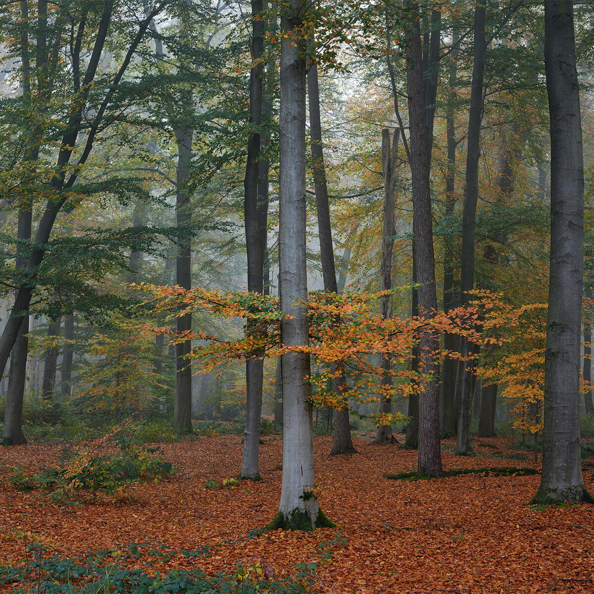 Autumn colours in misty forest
