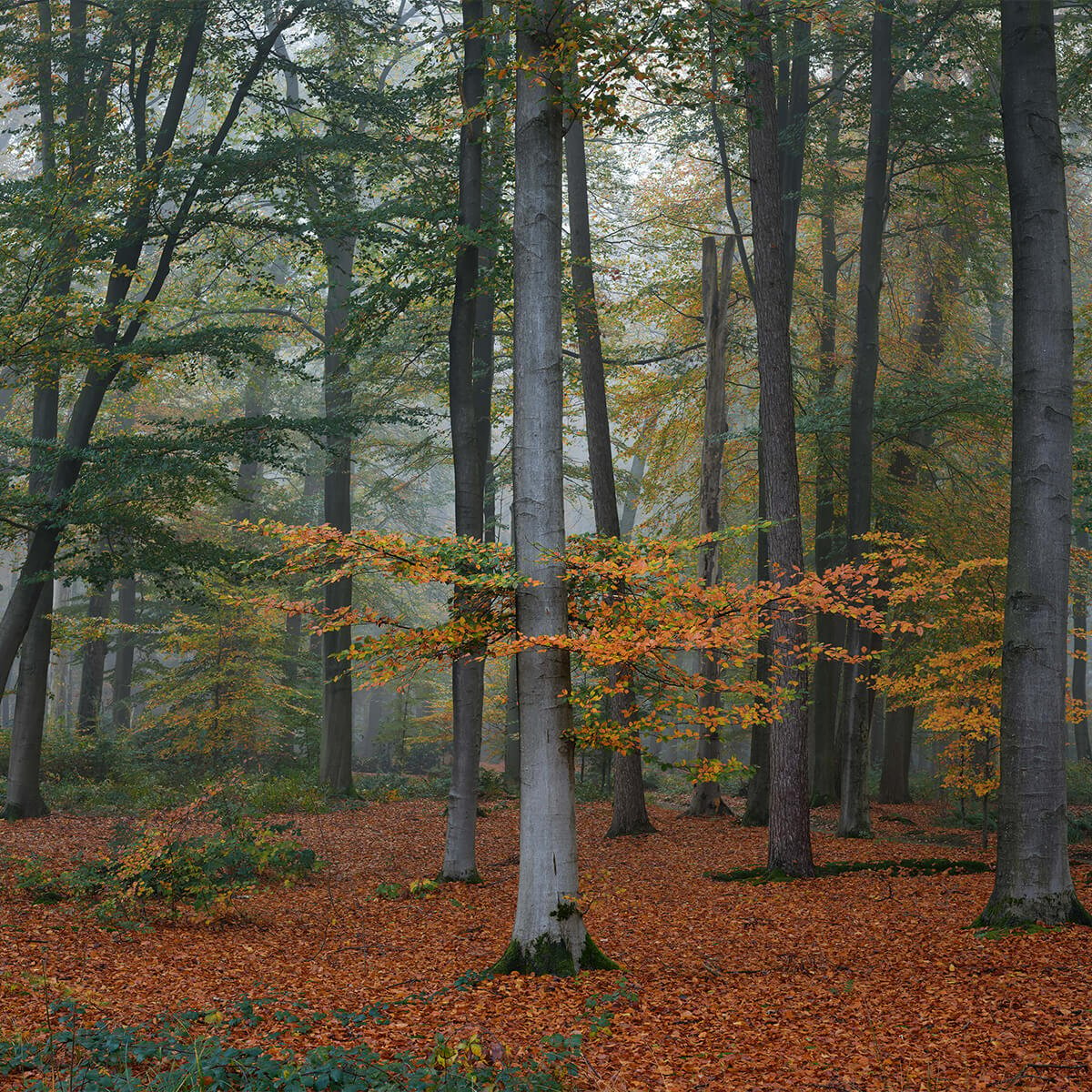 Herbstfarben im nebligen Wald