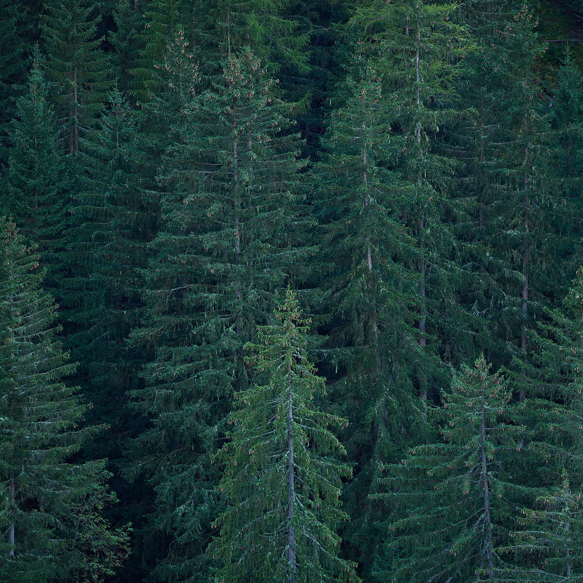 Conifers with pine cones