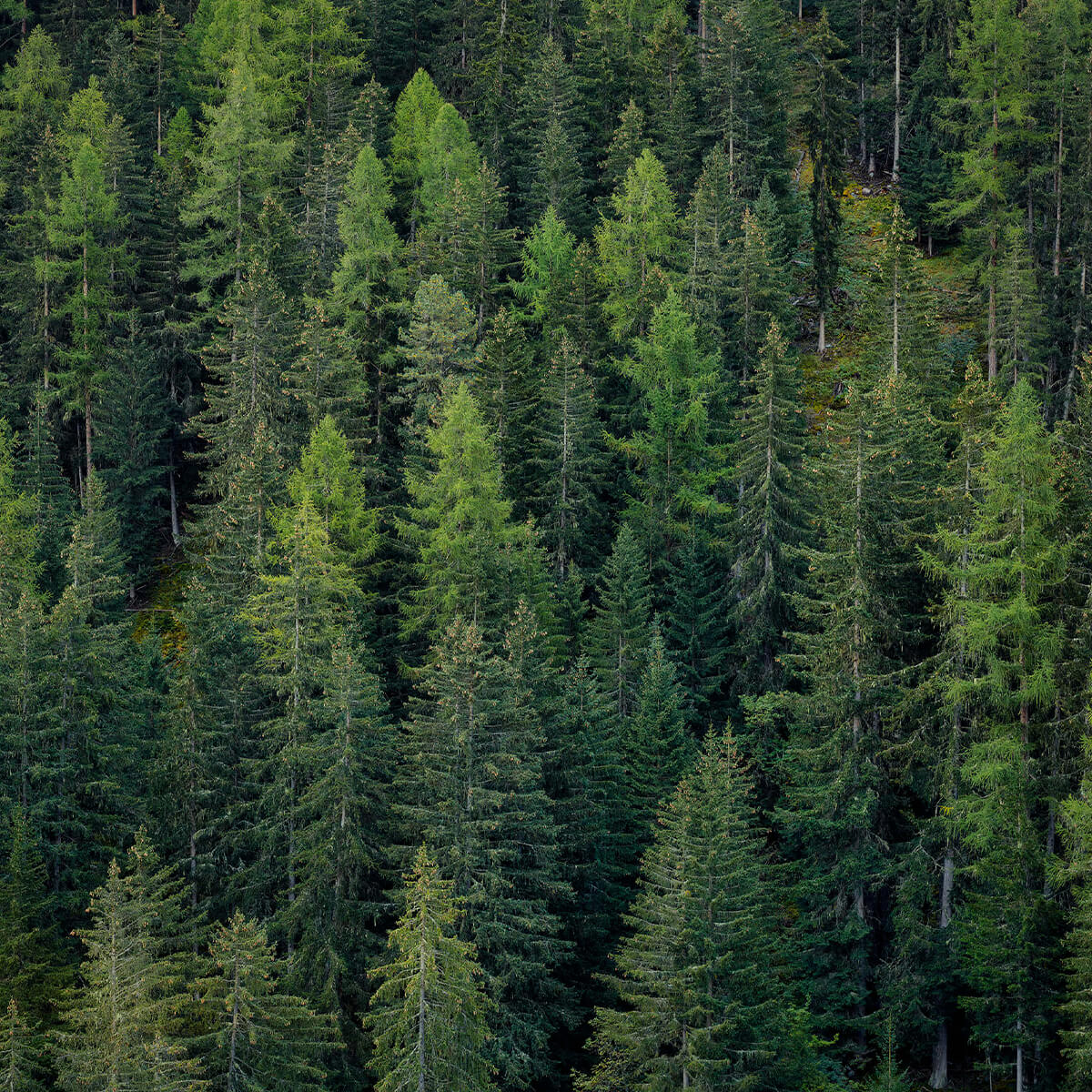 Forêt d'épicéas verts