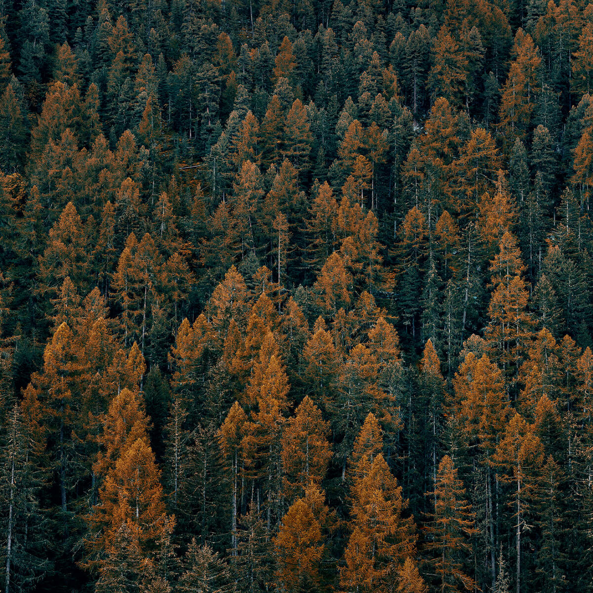 Coloured pine trees