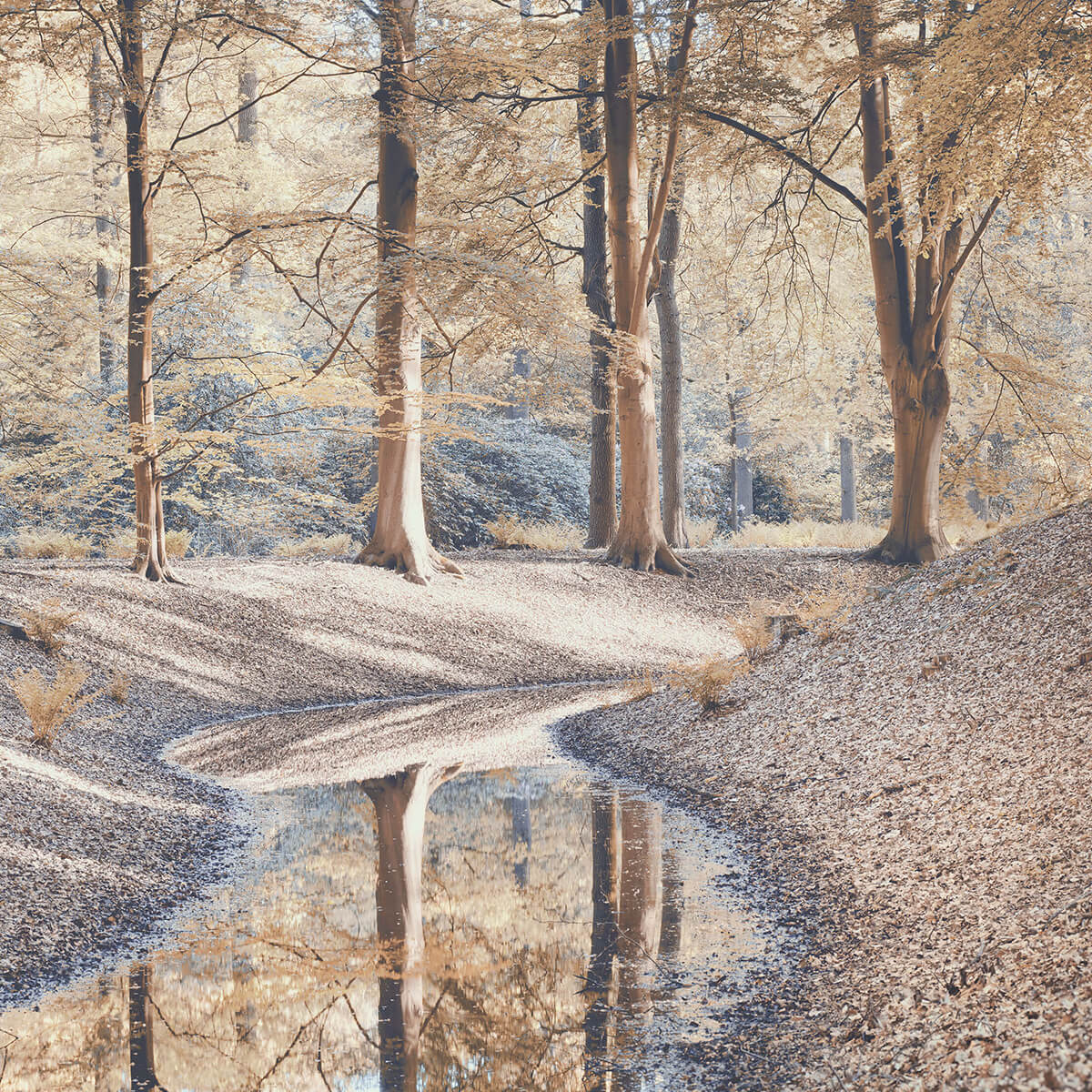 Stream in forest - pastel