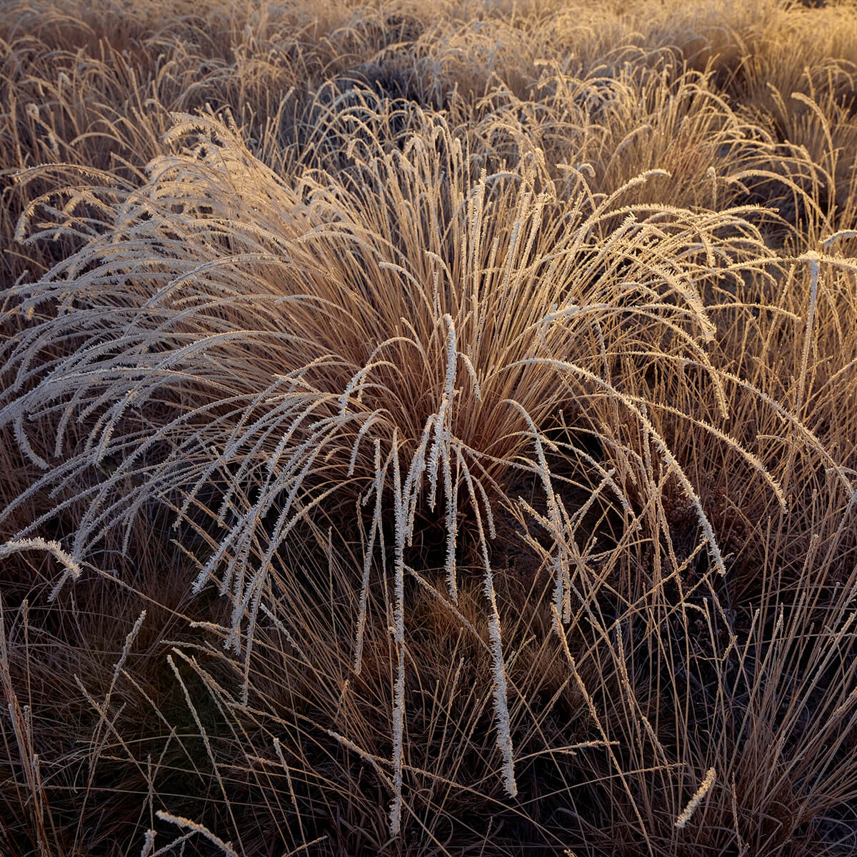 Grasses with hoarfrost