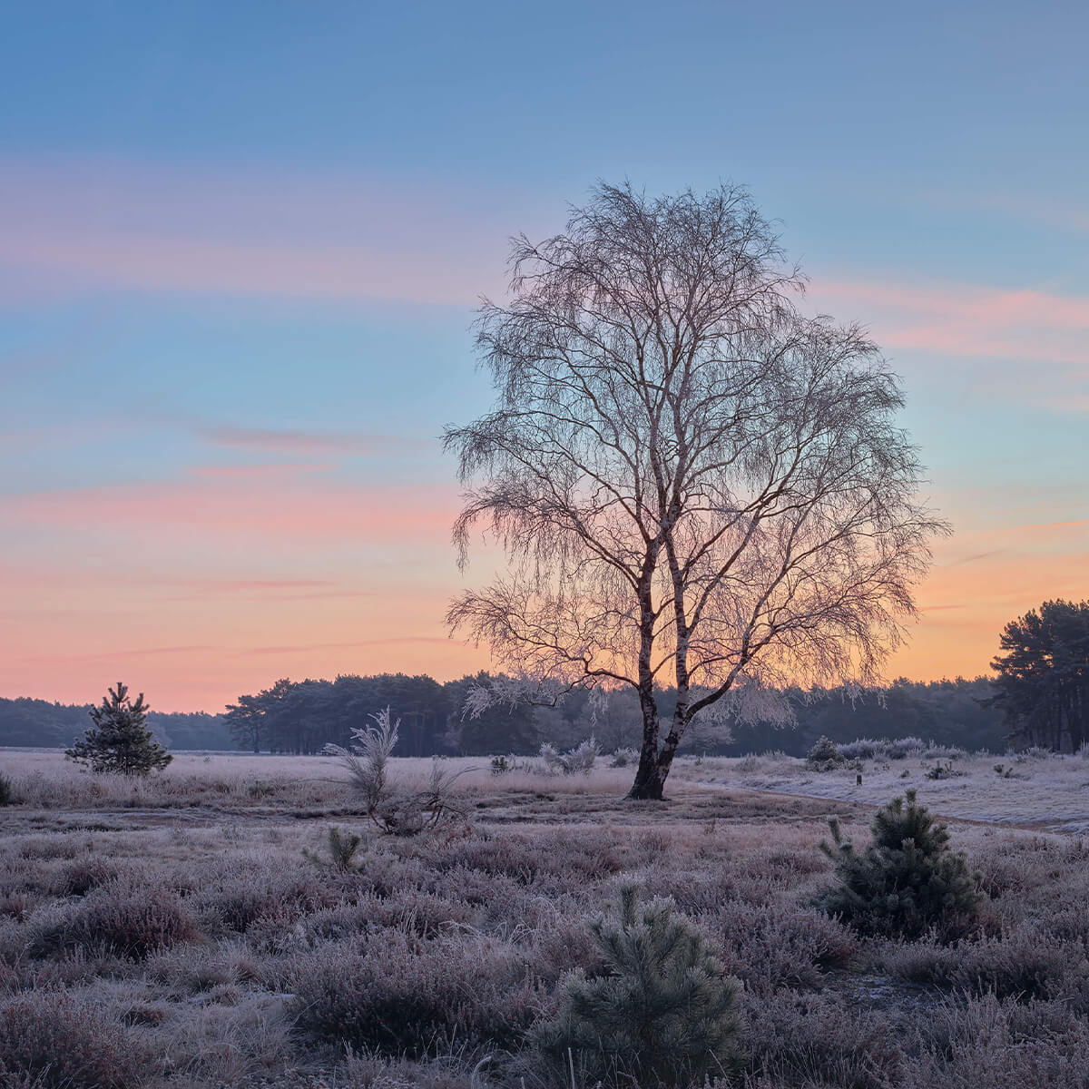 Frozen heather