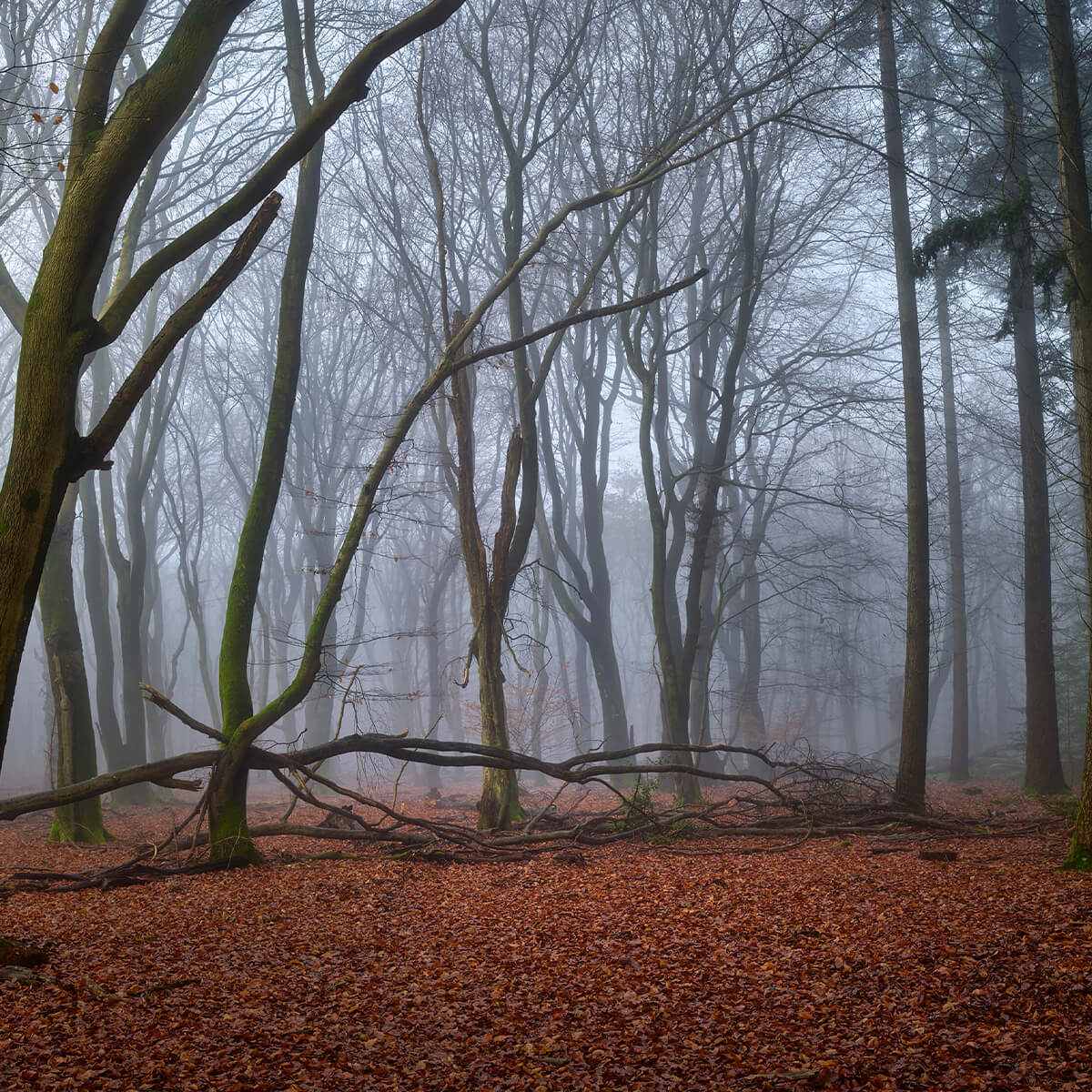 Mysterious misty forest