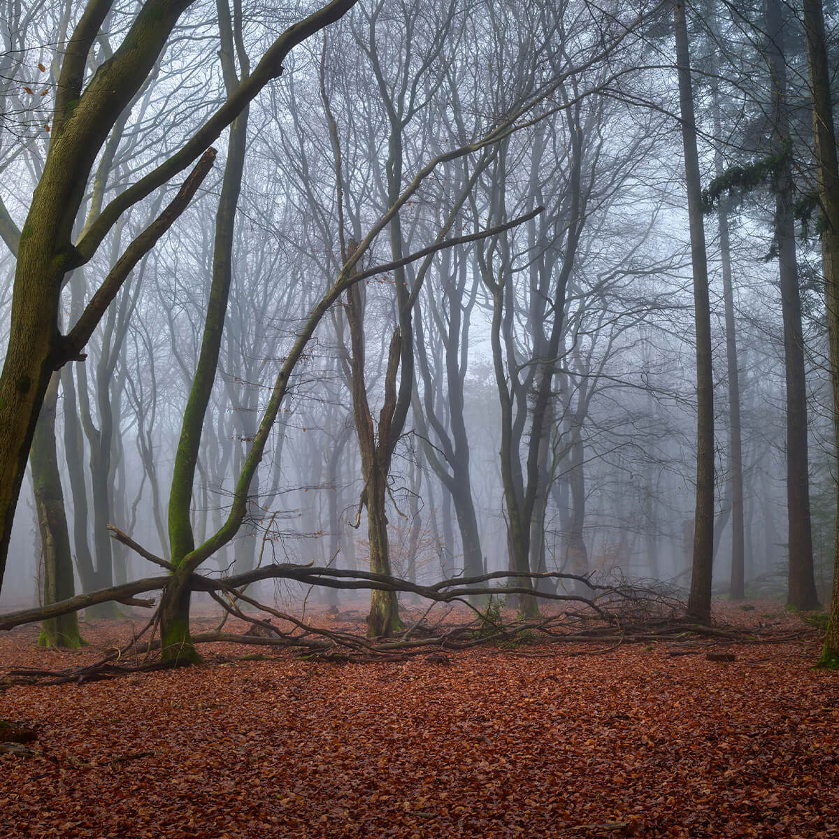 Mystérieuse forêt brumeuse