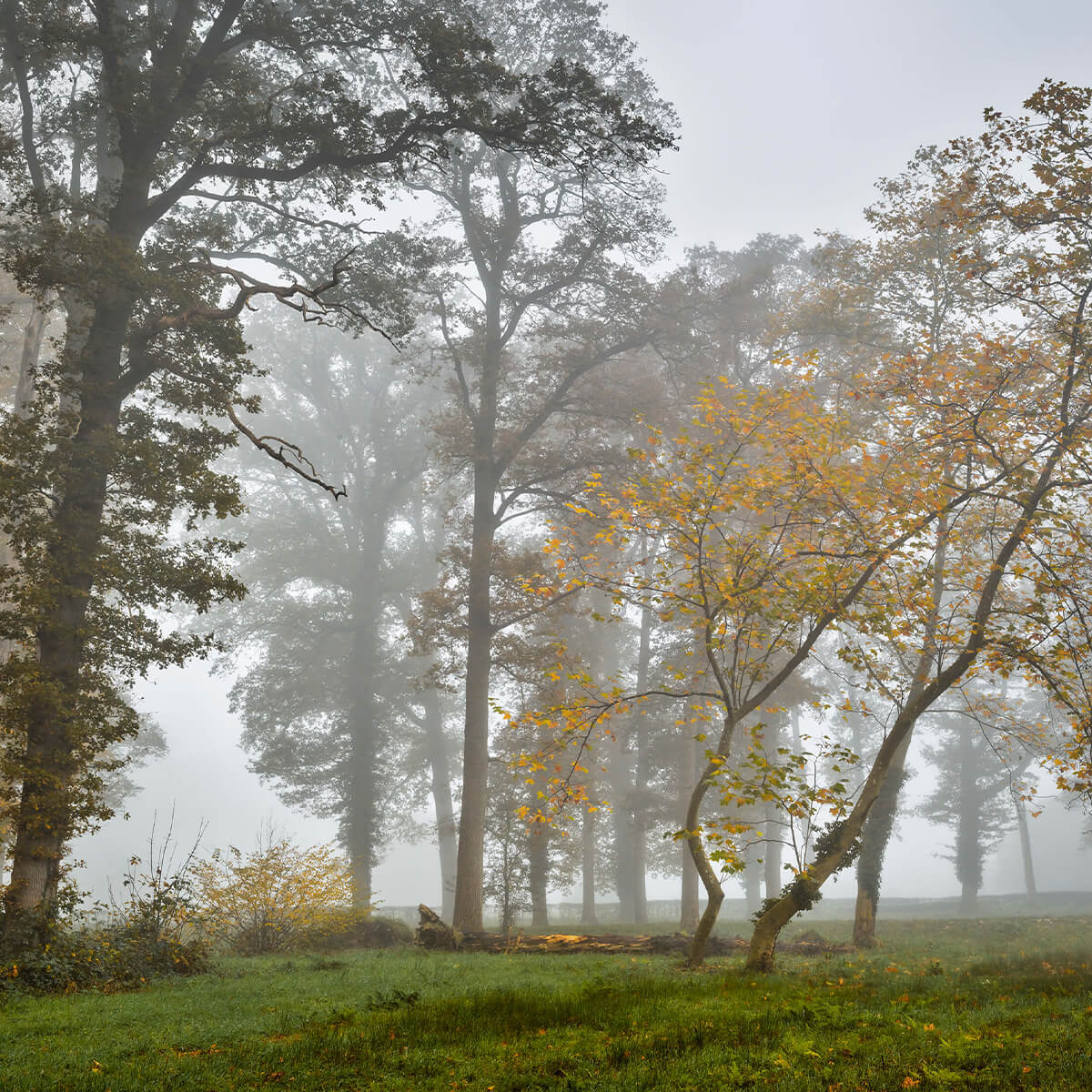 Champ d'herbe avec des arbres et du brouillard