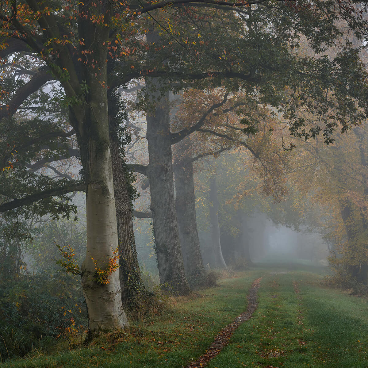 Laantje met bomen in de mist