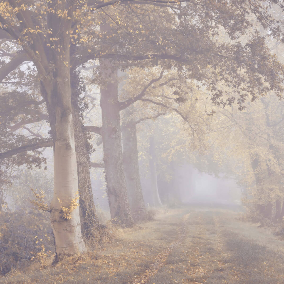 Misty road with trees