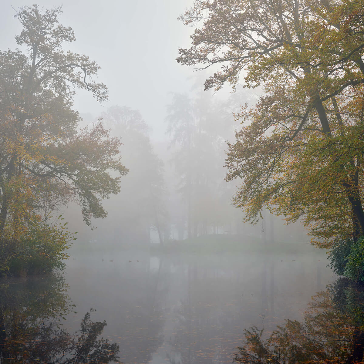 Forest lake in the fog