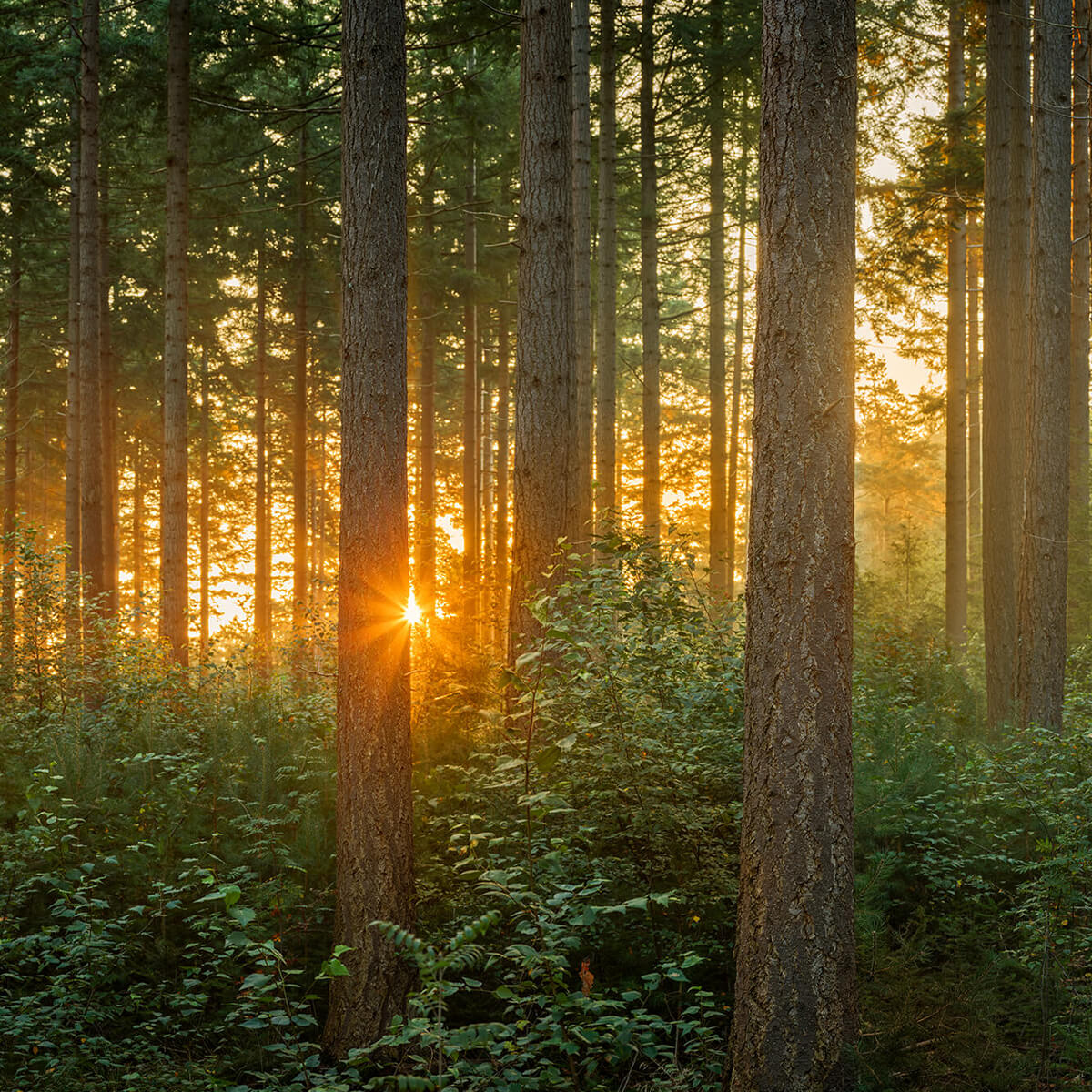 Rayons de soleil dans une forêt de conifères