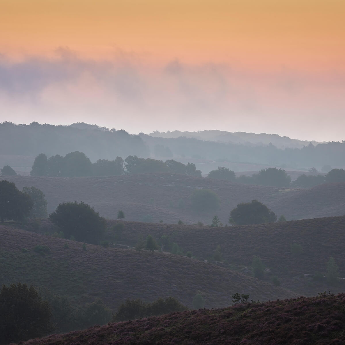 Mistige zonsopkomst op de heide