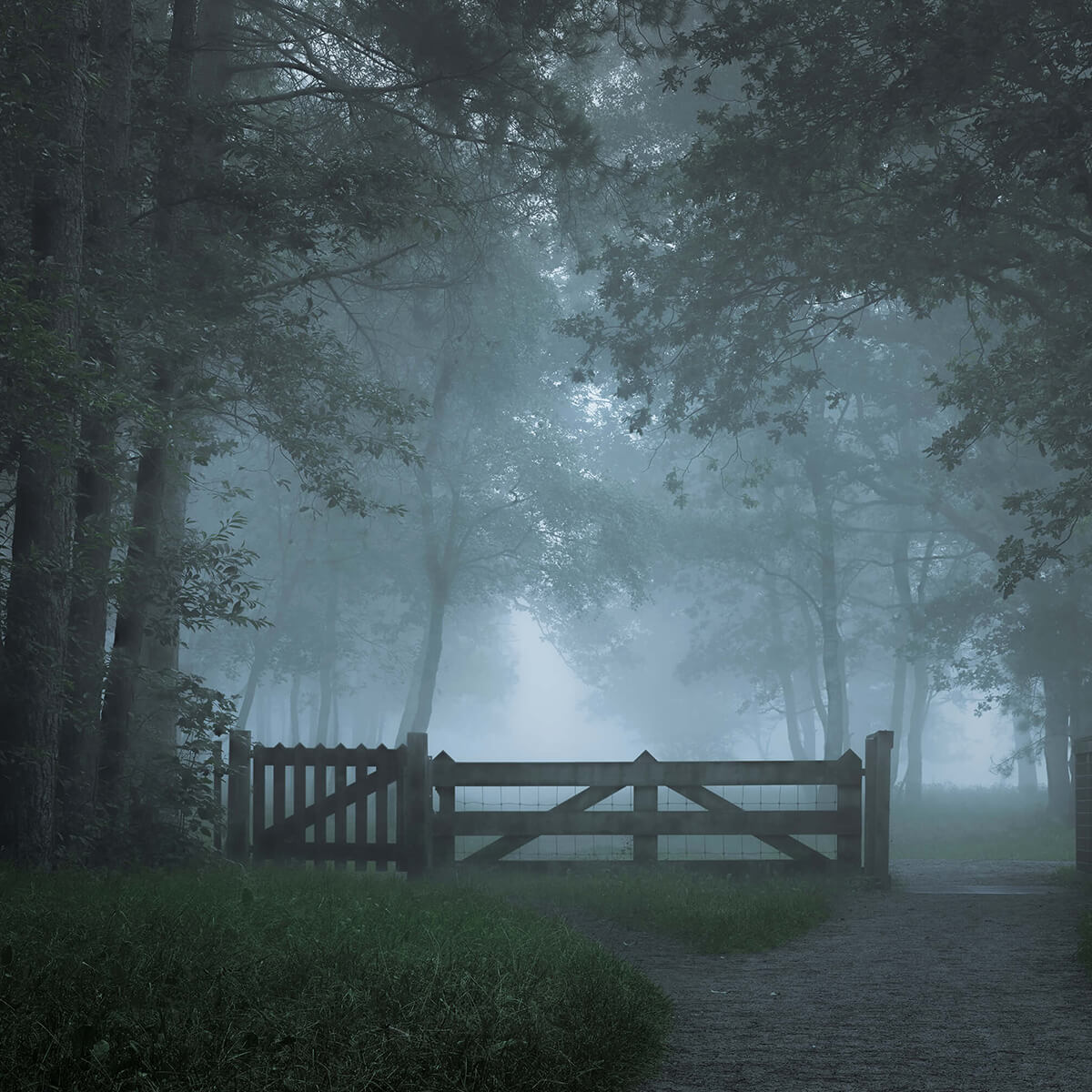 Nebliger Waldweg