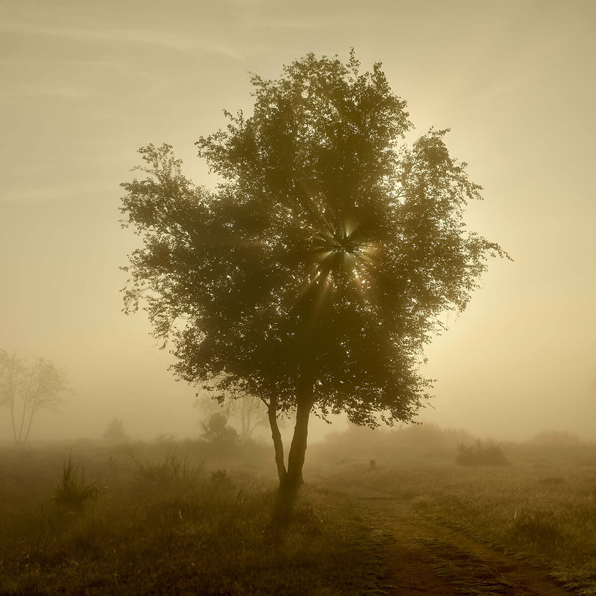 Lever de soleil doré