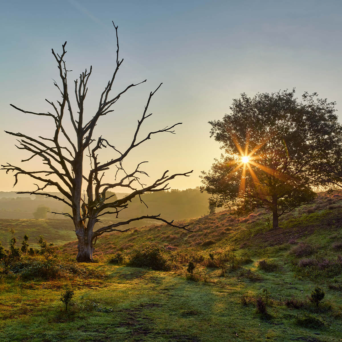 Aufgehende Sonne auf der Heide