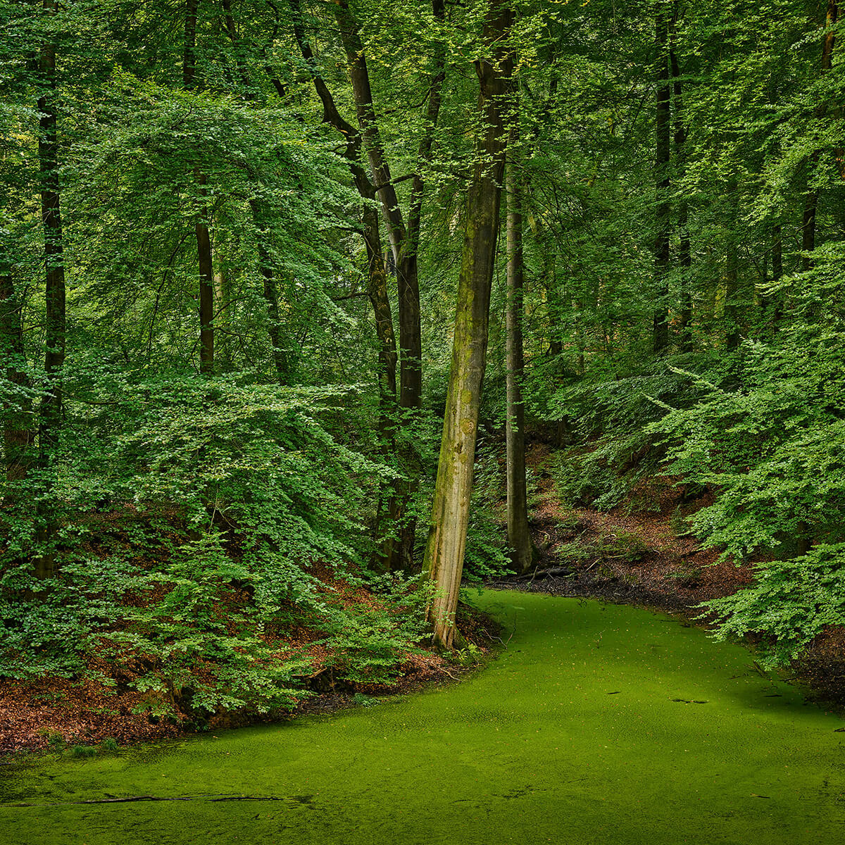 Ruisseau avec des lentilles d'eau dans les bois