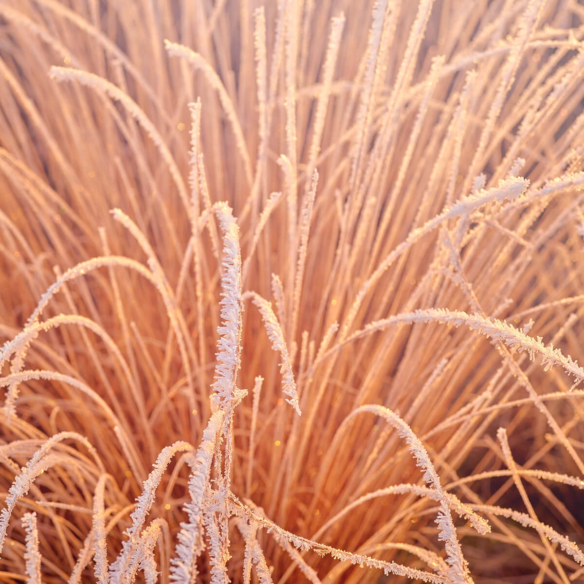 Frozen grasses