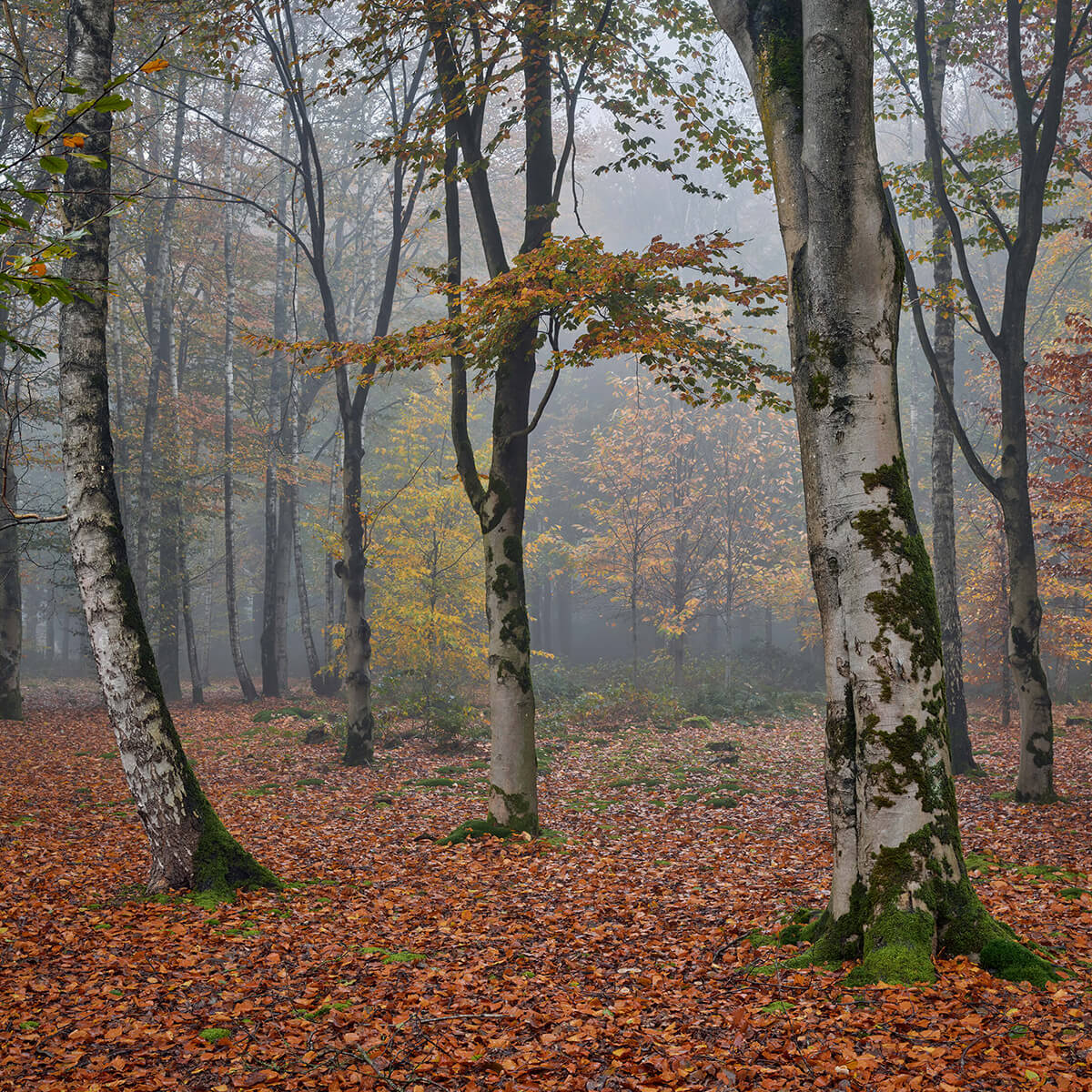 Birch forest in autumn