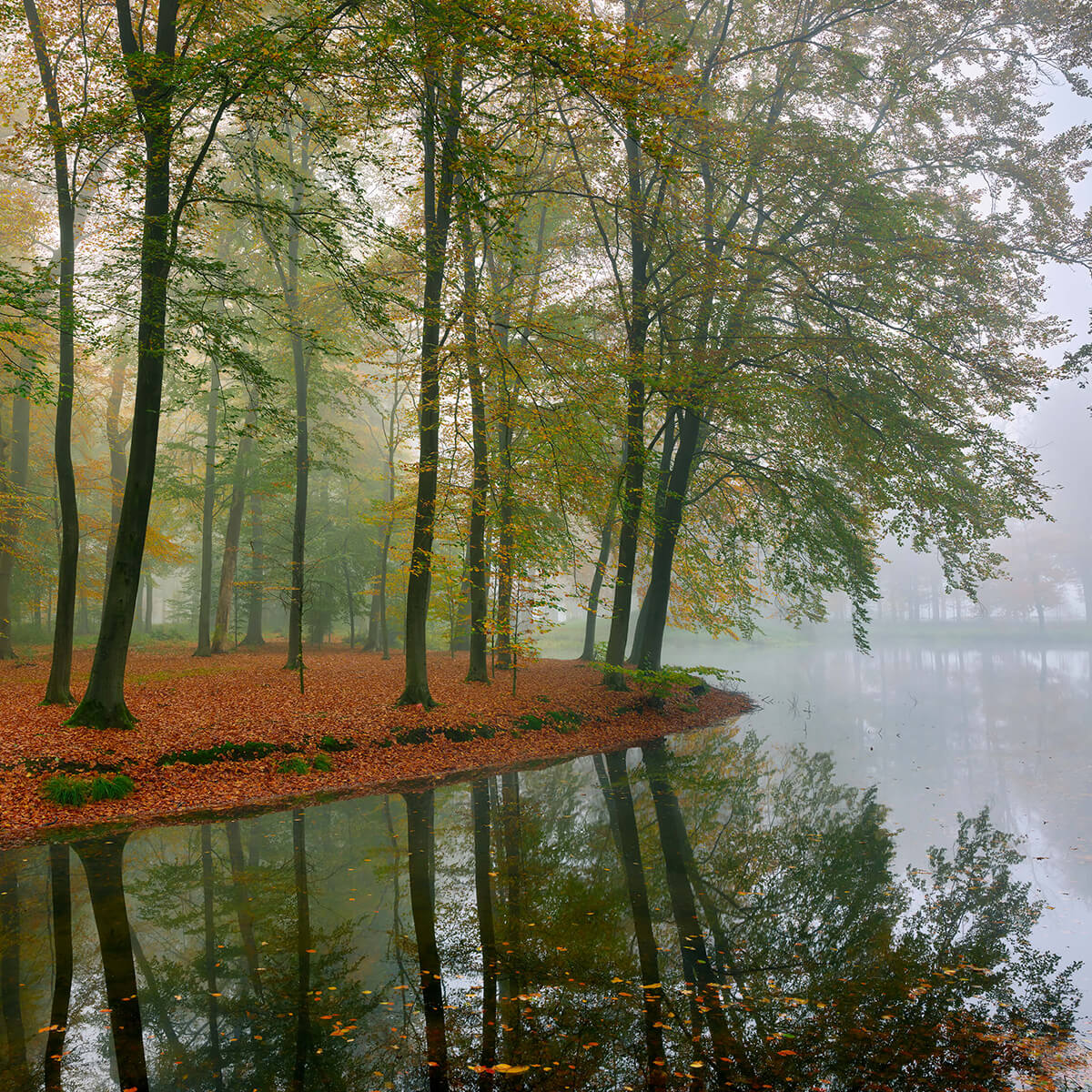 Reflection of trees in pond