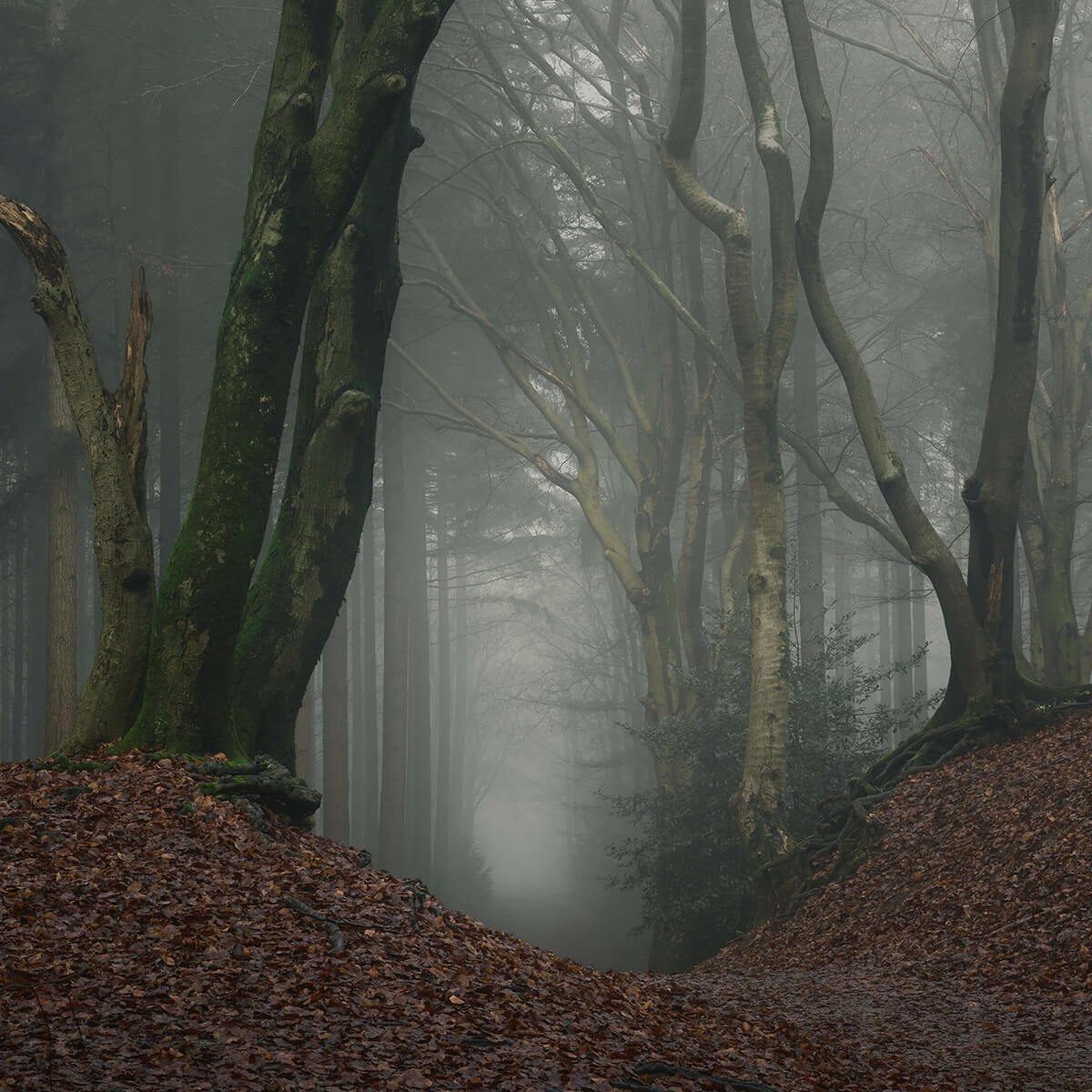 Path through mysterious forest