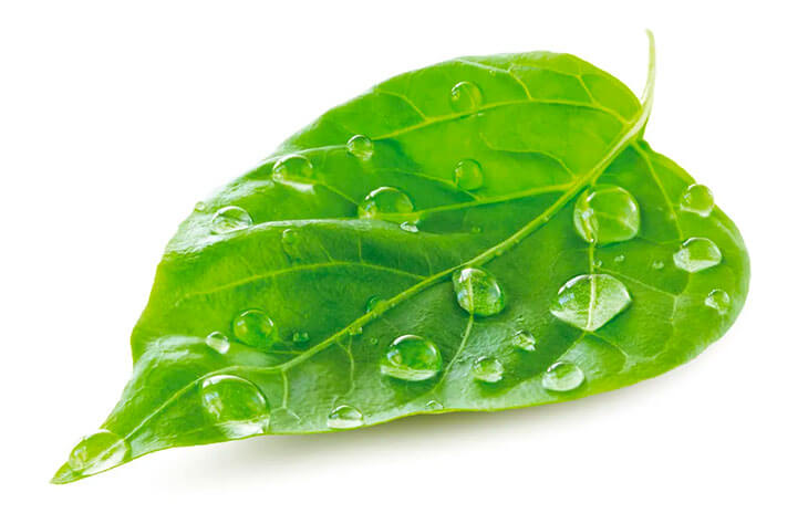 Environment-friendly photo wallpaper Need photo wallpaper for a hospital or nursery? We supply PVC-free & Environment-friendly photo wallpaper