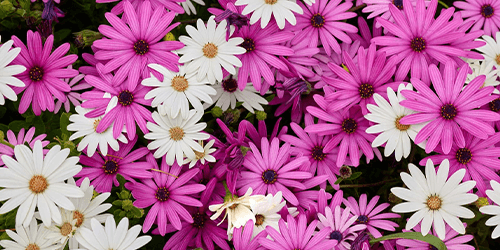 Floral wallpaper Floral wallpaper