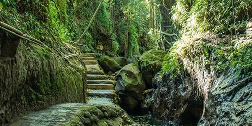 Jungle wallpaper Jungle wallpaper