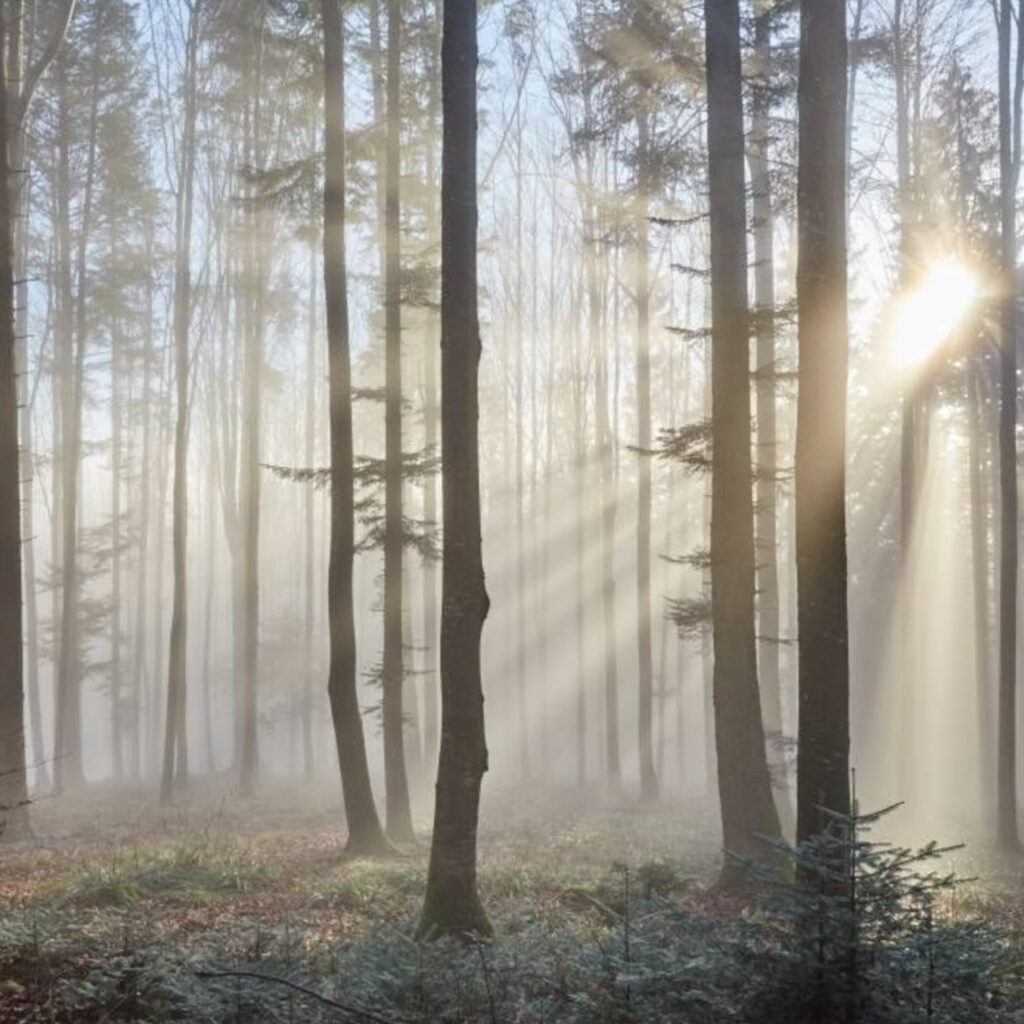 Top 5 popular wallpapers for the bedroom in 2021