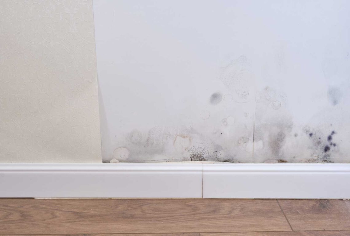 Mold on wallpaper this is what you can do Wallart UK Blog